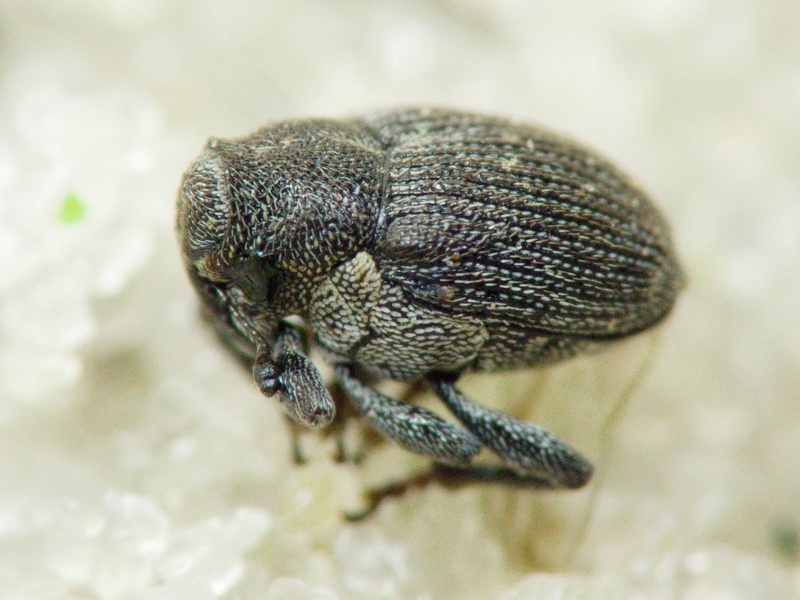 Curculionidae Latreille, 1802